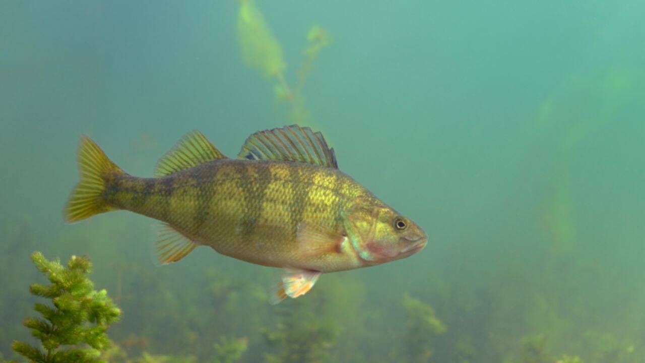 Yellow perch are an important prey fish for walleye.