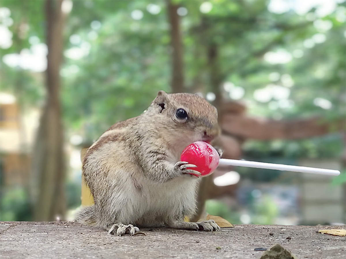 story-behind-the-photo-pop-goes-the-squirrel