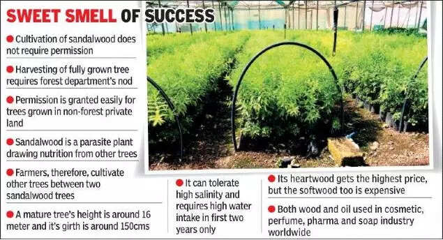 Gujarat Sandalwood Aroma Fills Saurashtra Rajkot News Times Of India