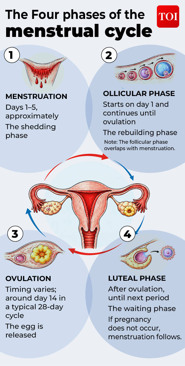 menstrual cycle-Gfx (1)