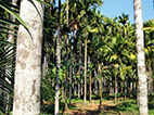 M’luru bizman’s creation of areca tea all set for commercial launch