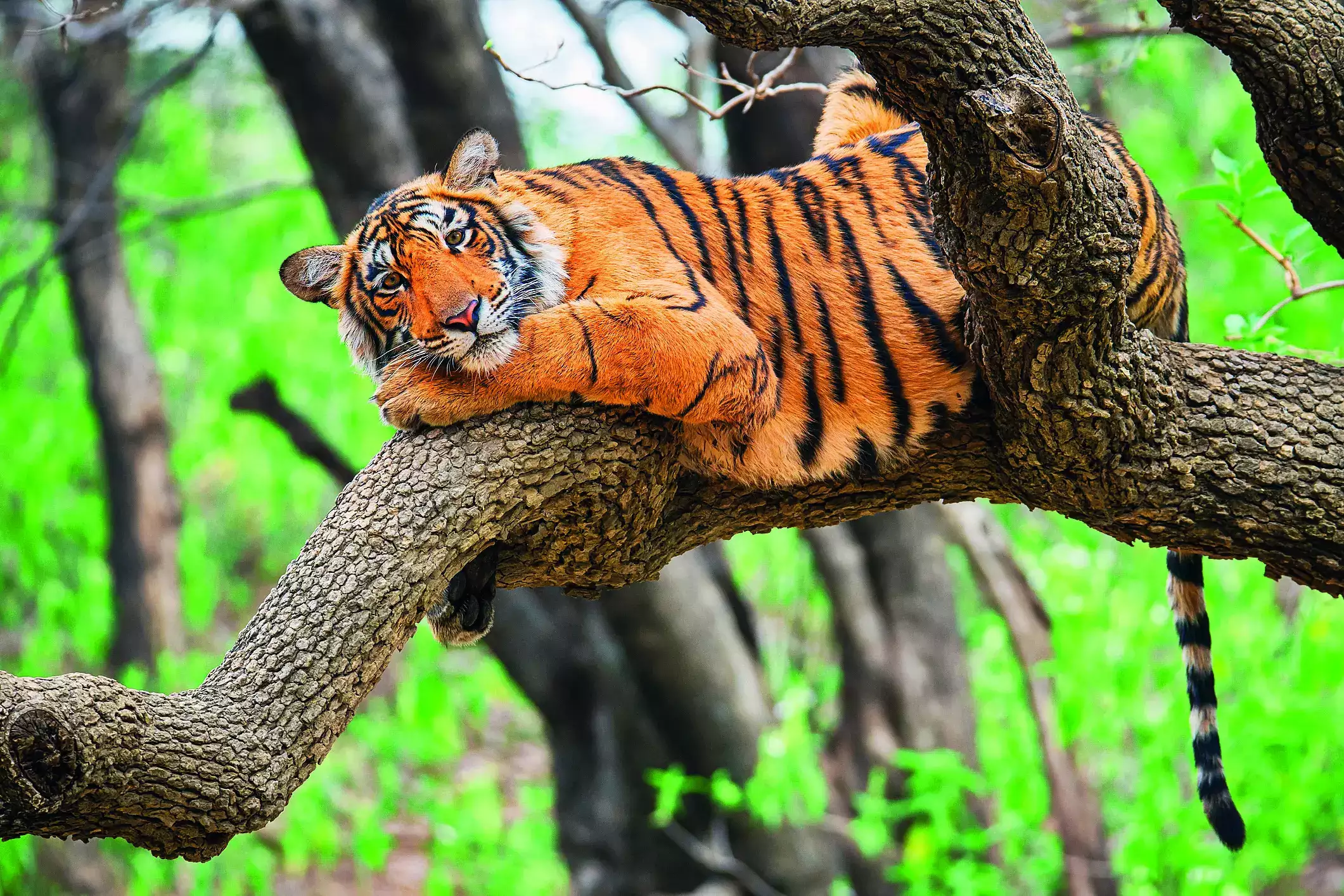 We Revere All Life-Forms By Conserving Tigers