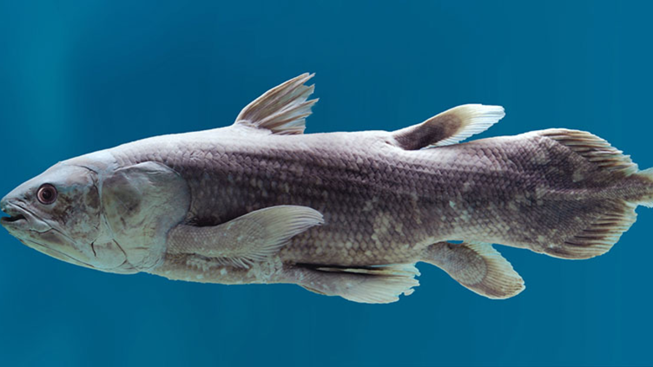 Coelacanths live in the deep ocean and are a critically endangered species (Image: ESRF)
