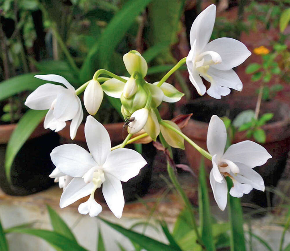 Orchid Flower Meaning In Marathi Best Flower Site