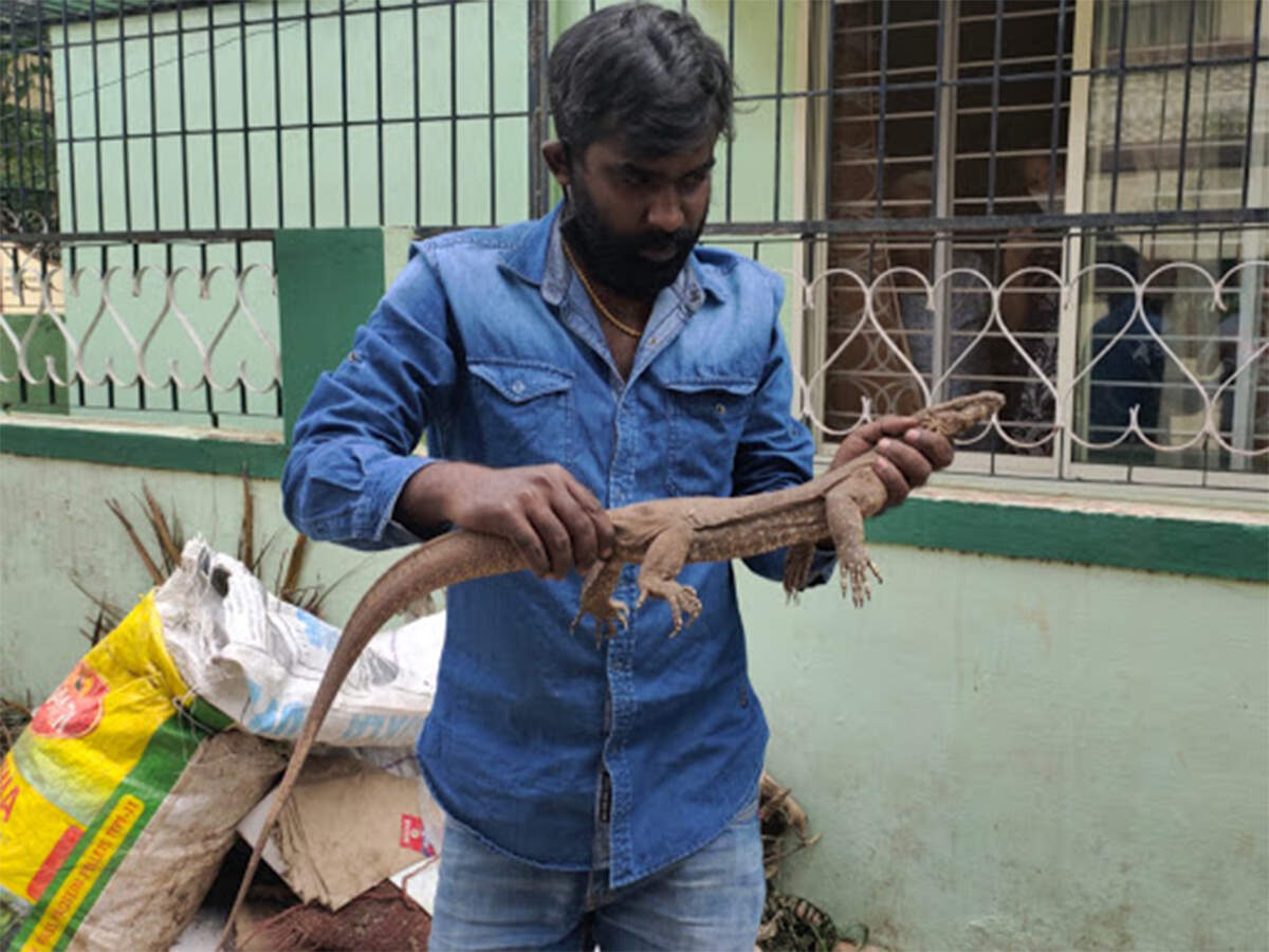 Monitor lizard rescued in Bengaluru