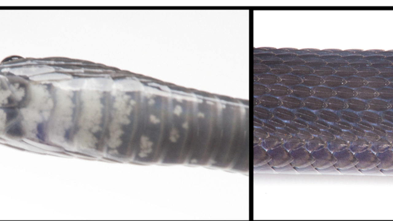 White throats and pale scales help distinguish new species<br>