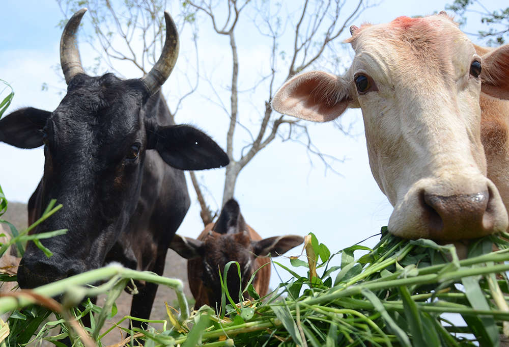 foot-and-mouth-disease-affects-cattle-immense-losses-forecast