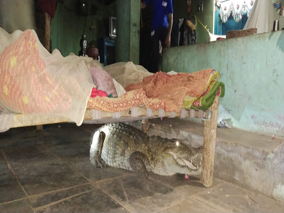 In Gujarat, farmer wakes up to find crocodile under his bed Vadodara