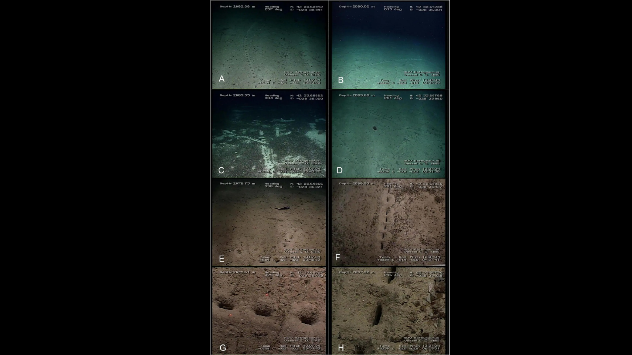 What did scientists discover about the mysterious holes on the Pacific seafloor