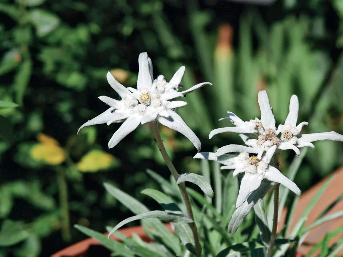 Edelweiss Flower Spiritual Meaning Best Flower Site