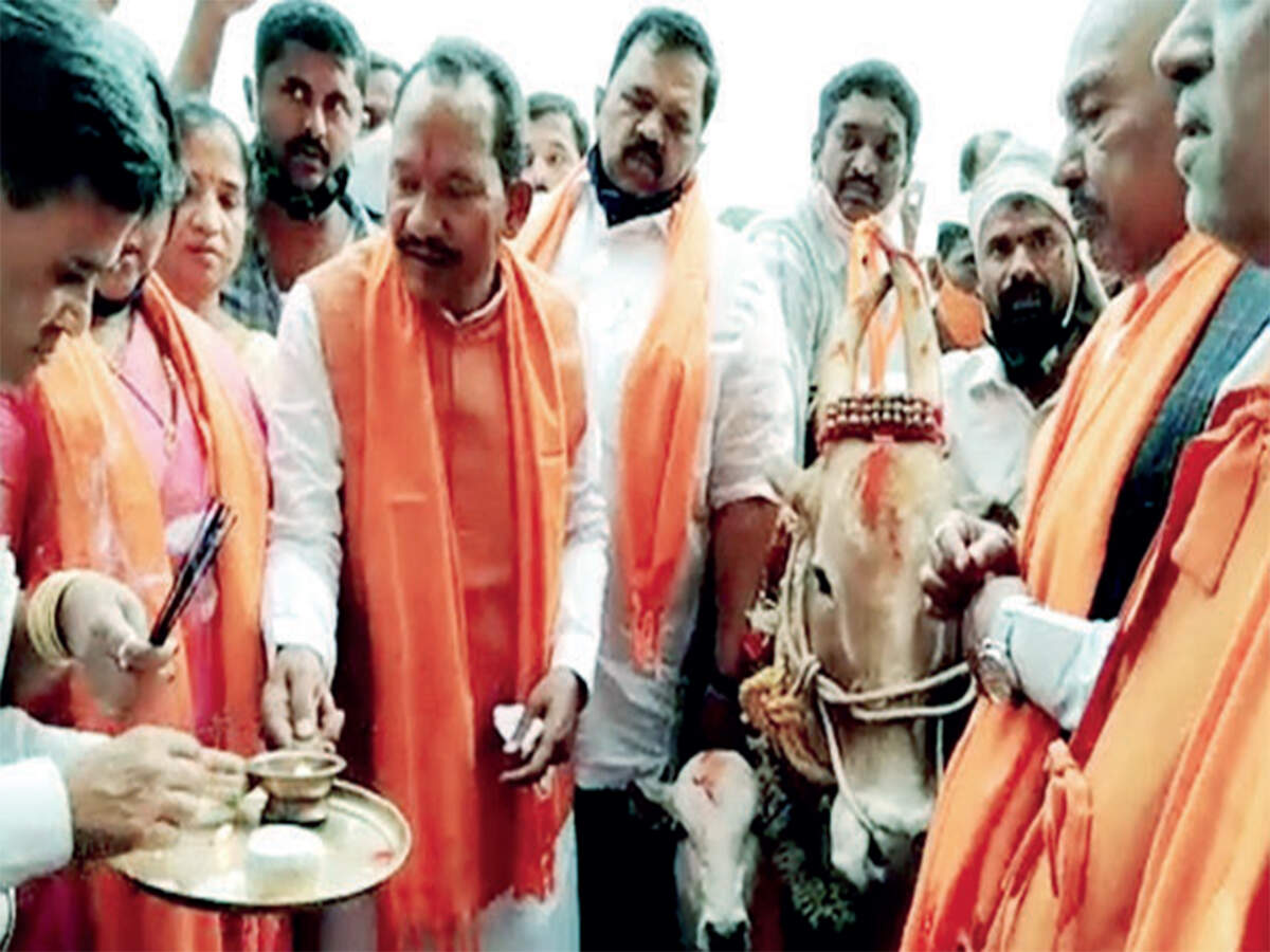 Cows get safety net - Vimarsana News