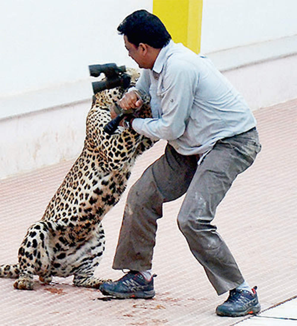 Leopard Attack: Confusion Over Ex-gratia Claim