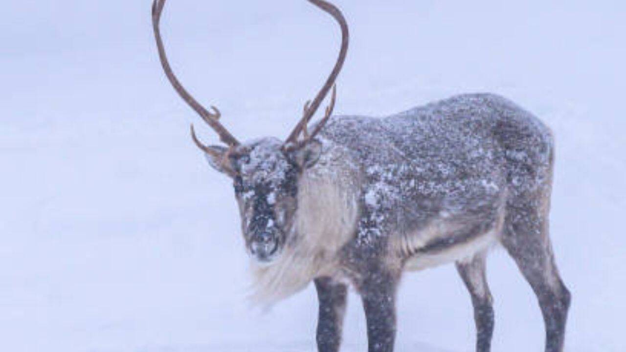 According to Klein, an extreme winter might have forced the stressed population to the brink. Out of sight<br><br>