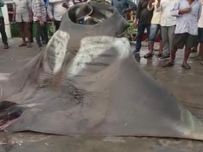 giant manta ray caught