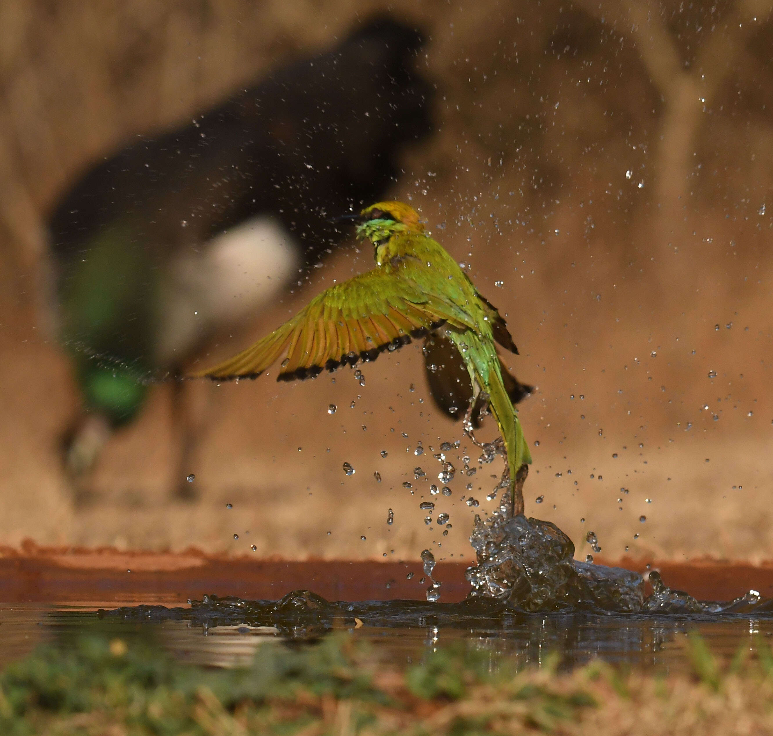6256adc3-a823-455d-9418-4b6def44de5f_24FEBRUARY-MYS-BIRDS_8.JPG