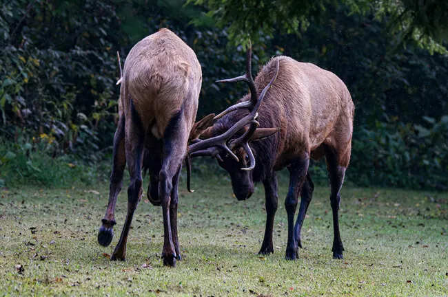 In 2001, 25 elk were brought back to the Smokies. Twenty-five years later, more than 250 have been recorded in the national park.