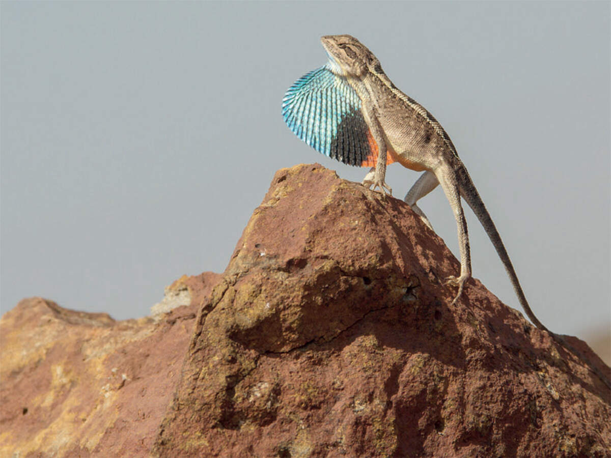 Lover's spat? Learn from these lizards - Vimarsana News
