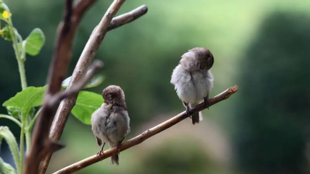 Birds such as flamingos, herons and many other species can rest on one leg.