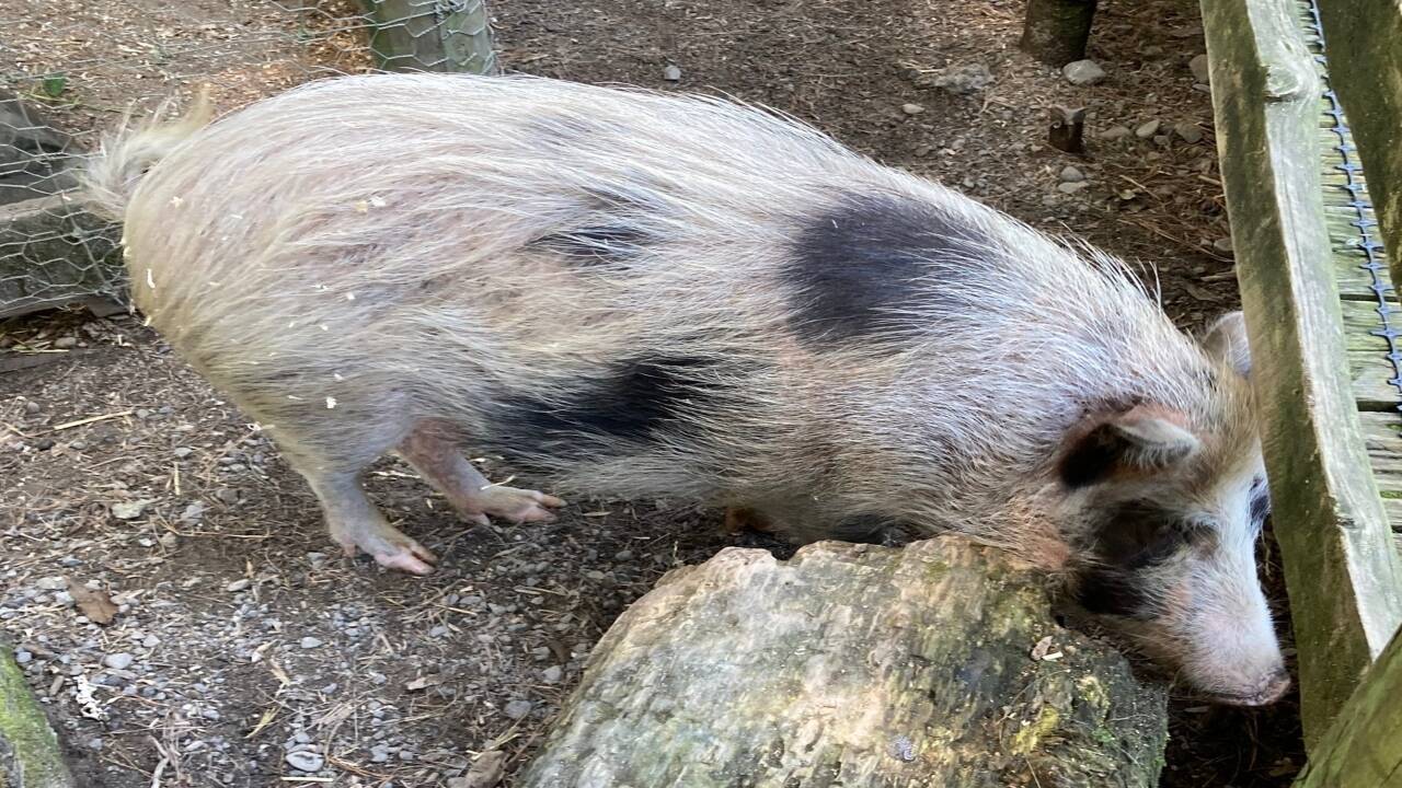 Auckland Island pig