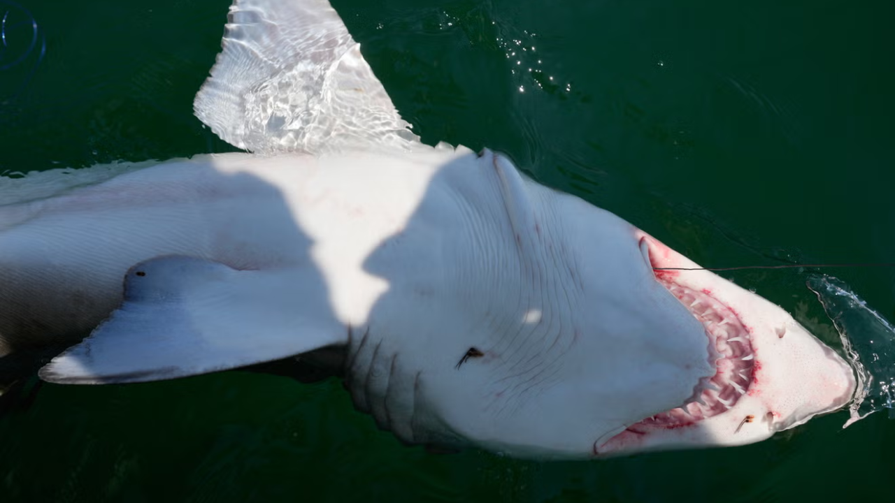 A sand tiger shark is brought alongside a boat, Image Credit: The Associated Press.