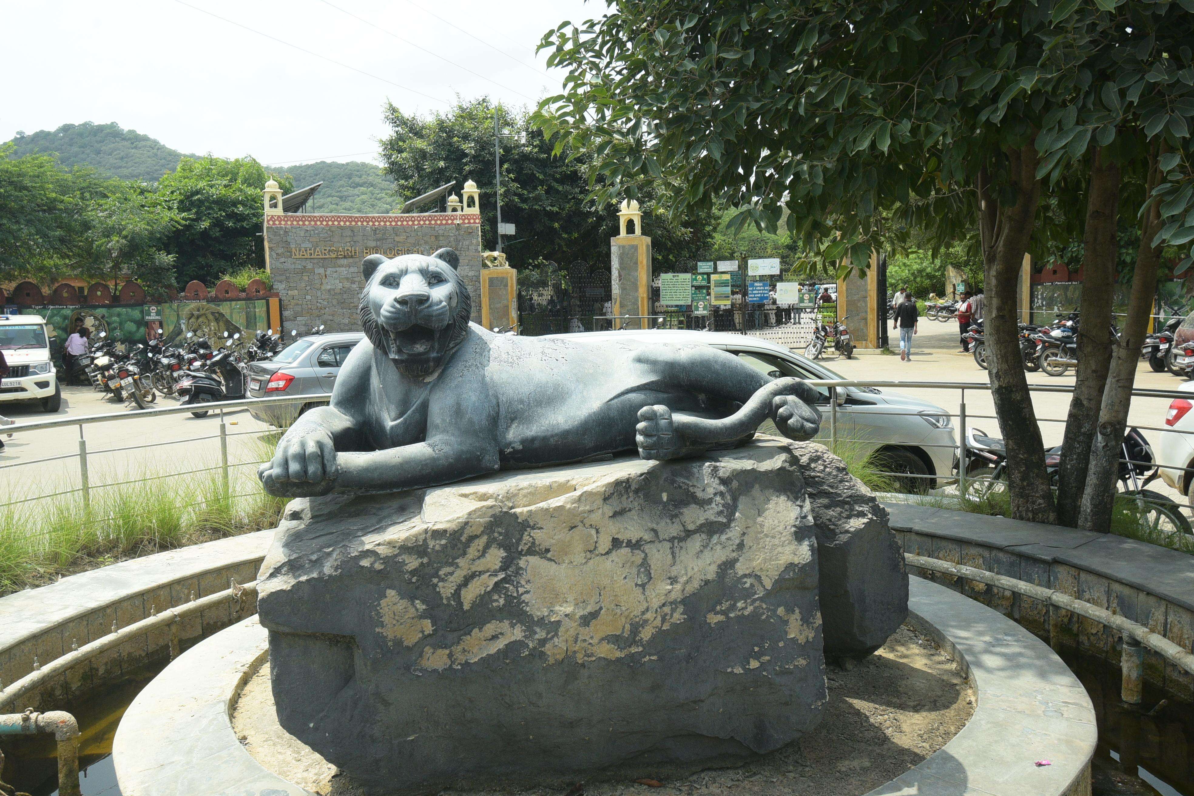 Tiger attack claims life of woman at Jaipur’s Nahargarh Biological Park (6).JPG