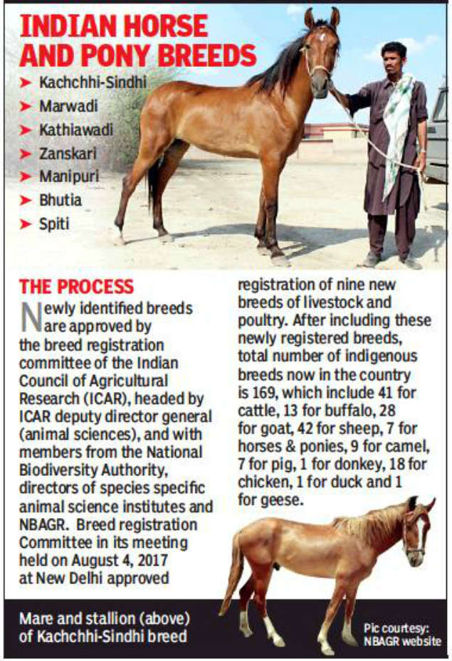 Marwari Horse India S Only Desert Horse Gallops Into Spotlight Chandigarh News Times Of India