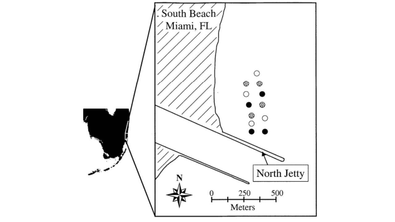 Reef assemblage