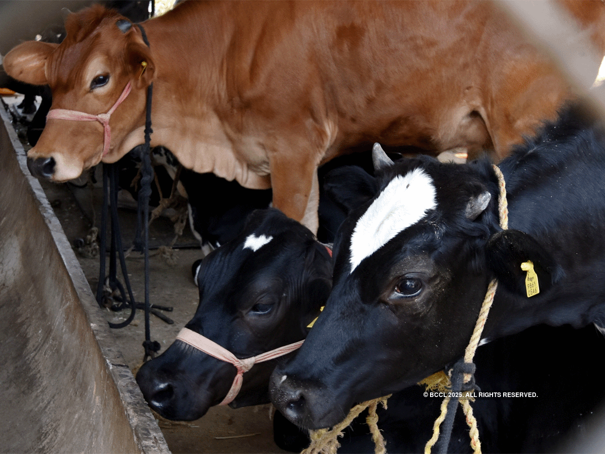 West Bengal: CBI Raids Multiple Districts To Bust Cattle Smuggling Racket