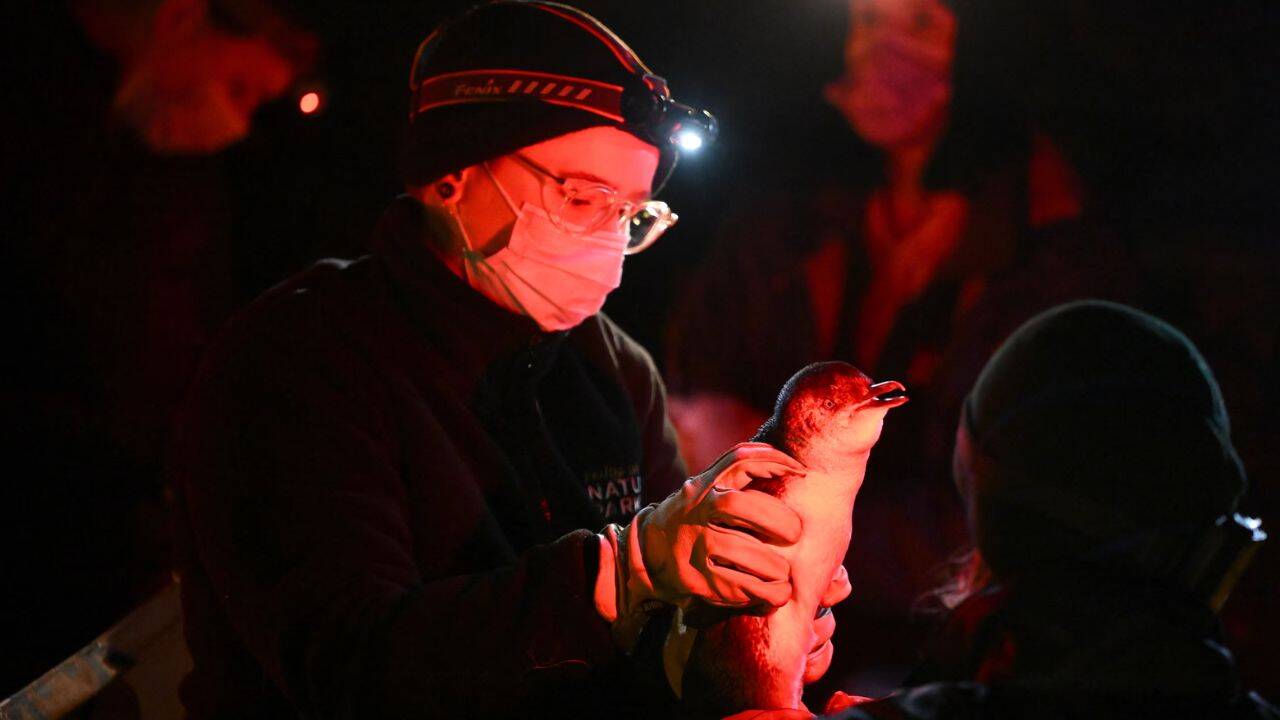 Ambitious target to hand-vaccinate 5,000 penguins