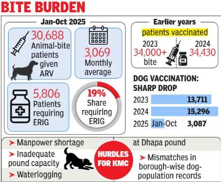 Infrastructure and manpower issues have hindered the KMC's vaccination and sterilization efforts for stray dogs.