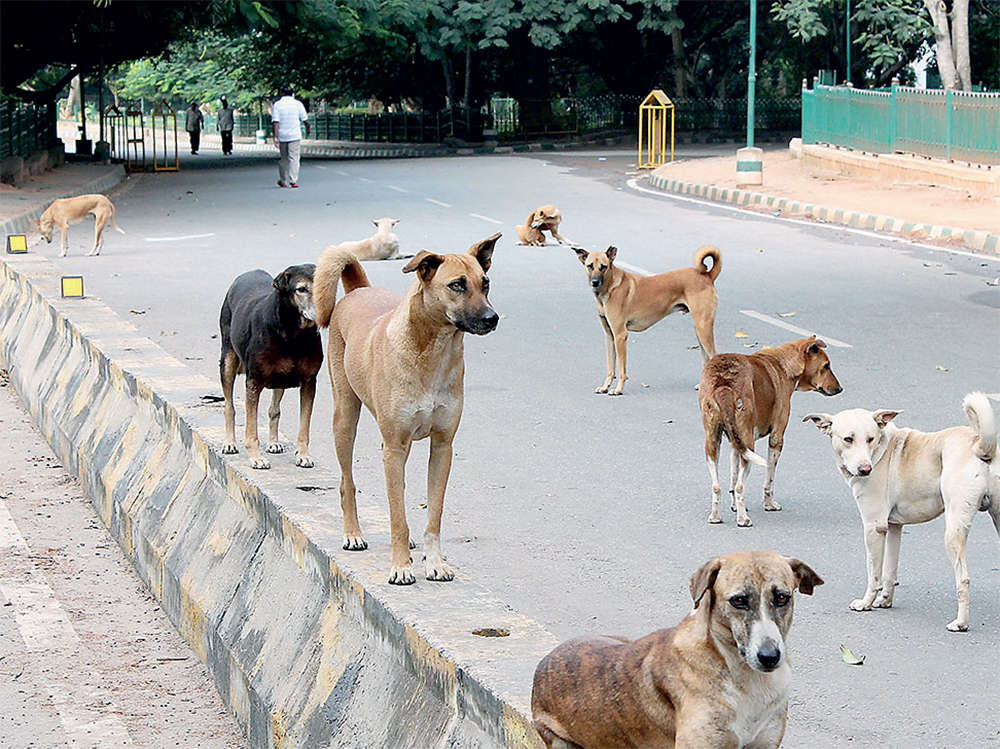 Animal lovers to BBMP: Be tender