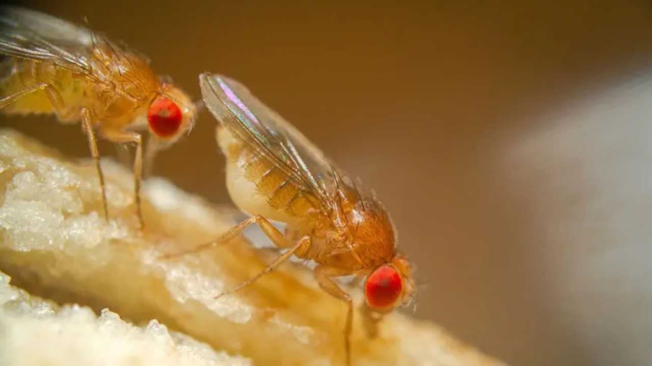 Fruit flies give space researchers a fast way to study genetics<br>