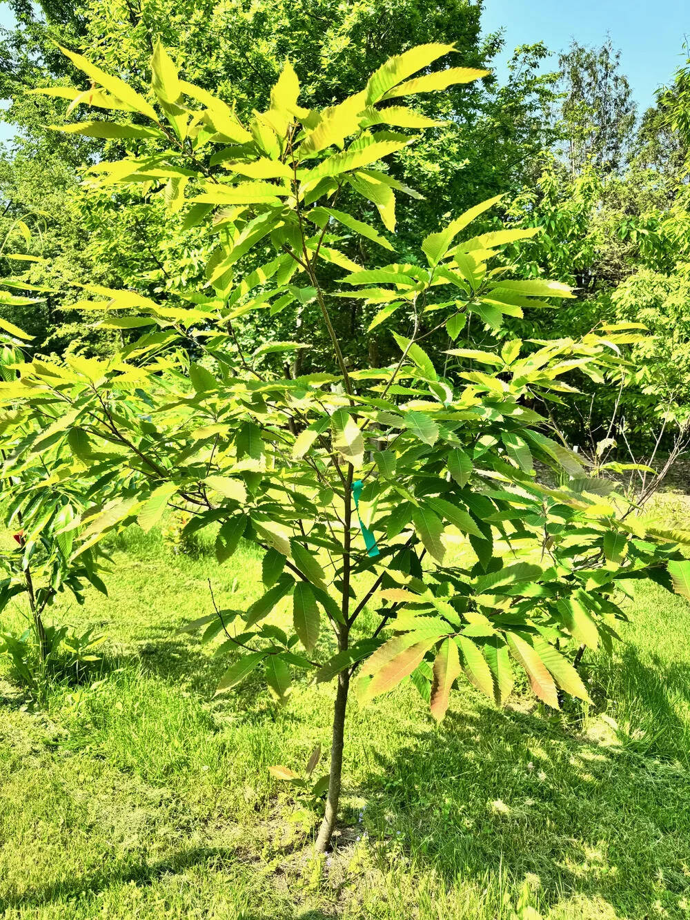 ​The Bronx Zoo and NYRP planted 25 hybrid American chestnut saplings as part of the restoration effort.