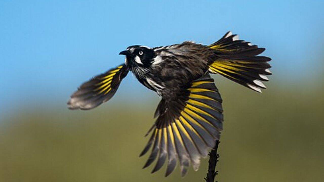 How did captive-bred regent honeyeaters learn traditional wild songs<br>