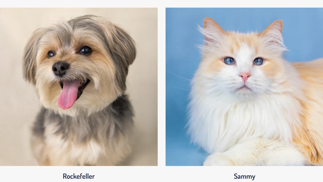 America's Favourite Pet 2026 winners Rockefeller and Sammy (Image: AmericasFavPet)