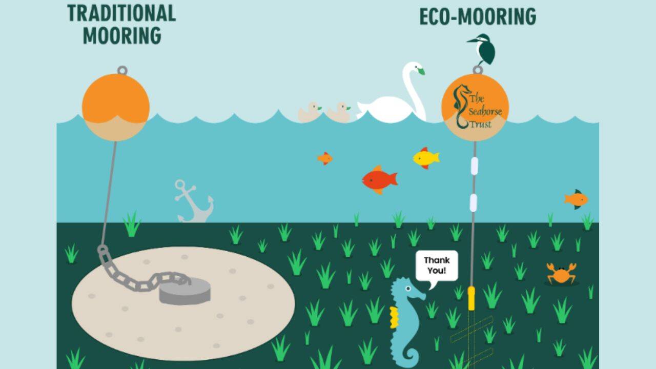 The recovering seagrass is also being linked with more sightings of marine animals. (Photo: The seahorse trust)