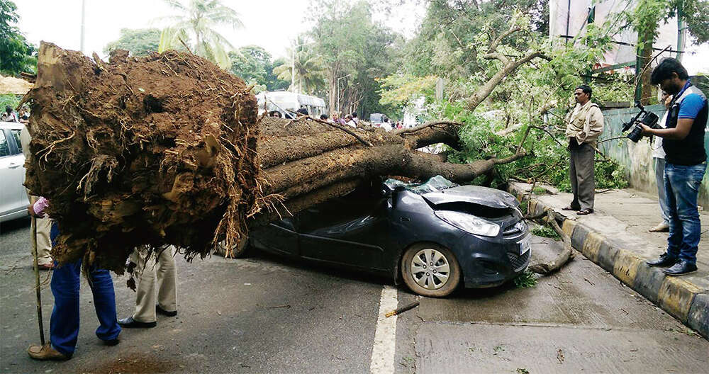 storm-fallen-trees-and-death