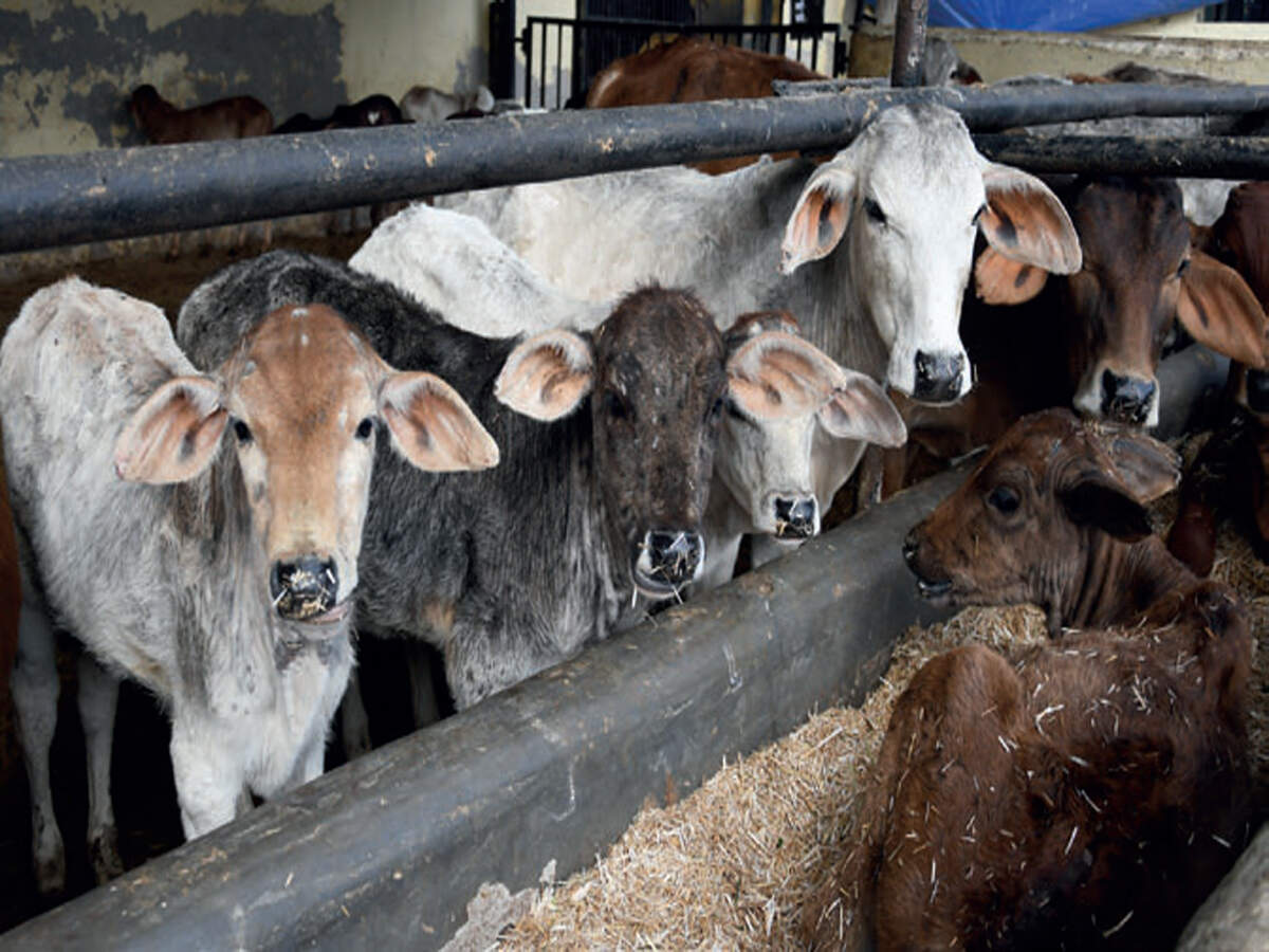 Bengaluru aims at enforcing anti-cow slaughter laws - Vimarsana News