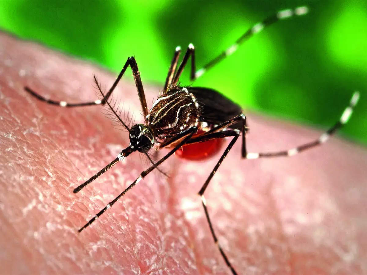 Rising temperatures fuel dengue, chikungunya surge