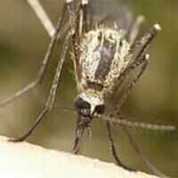 Altering mosquito genome may help combat dengue