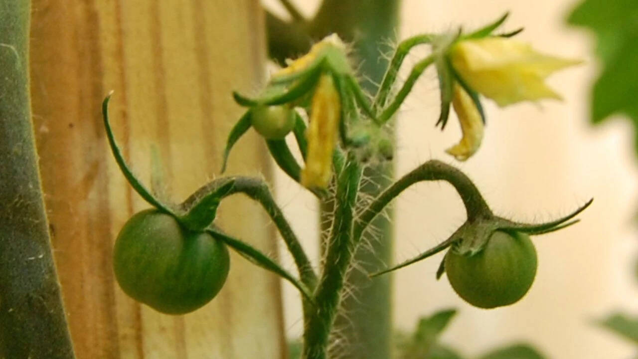 Choose the right green tomatoes<br>
