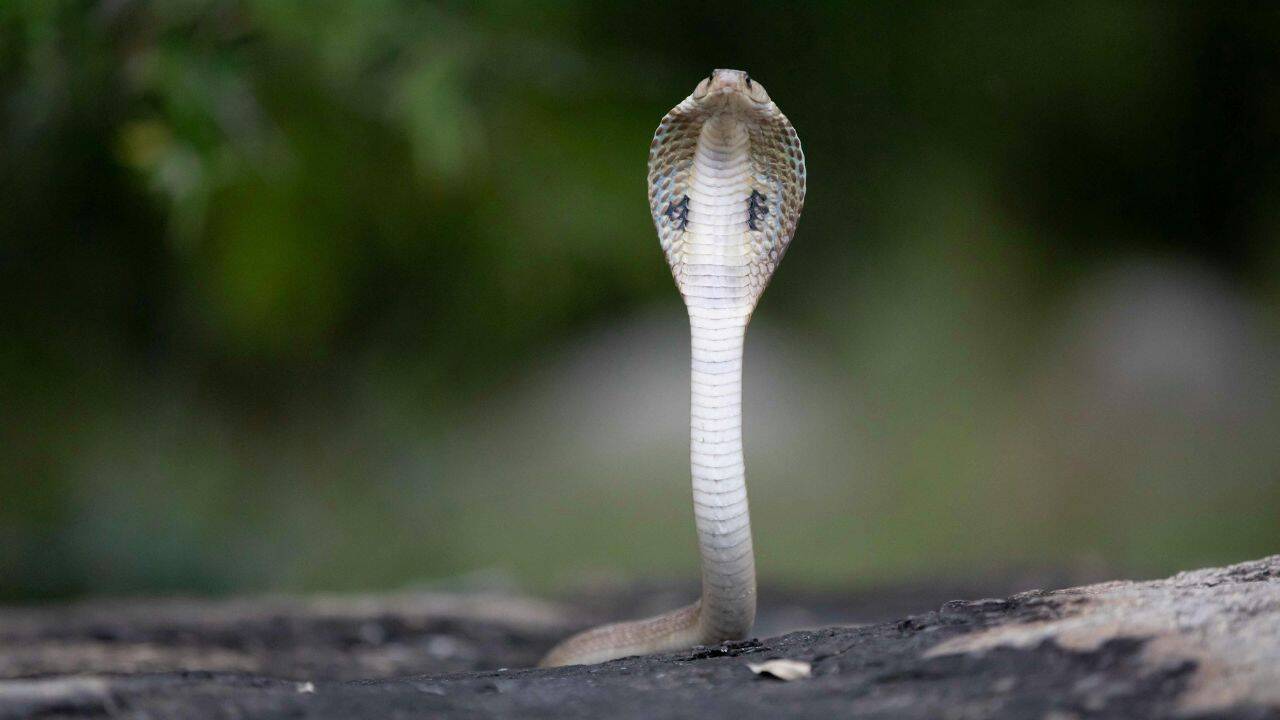 Indian Cobra