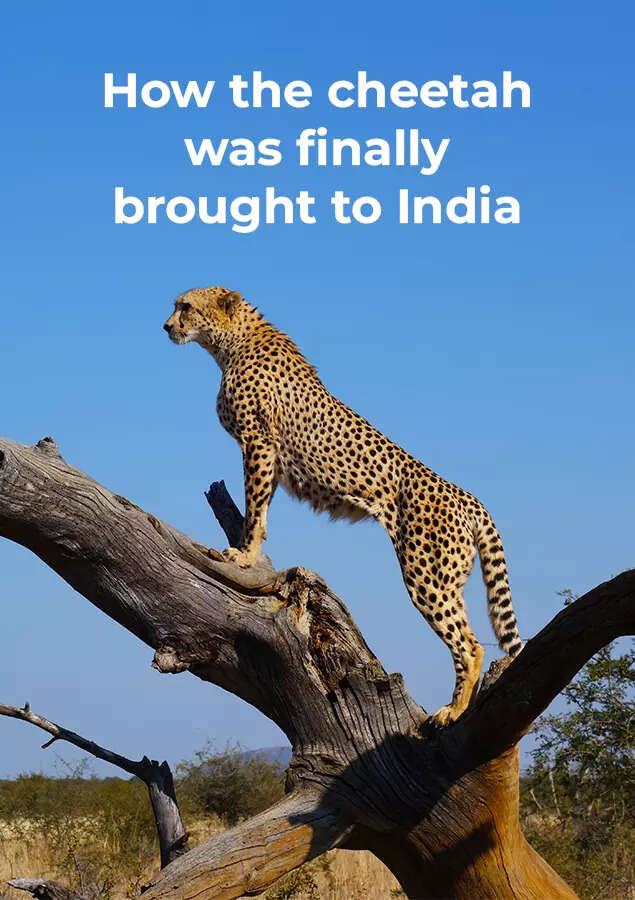 Why it took 75 years & 6 leopards to bring cheetah home | India News - Times of India Why it took 75 years & 6 leopards to bring cheetah home | India News - Times of India