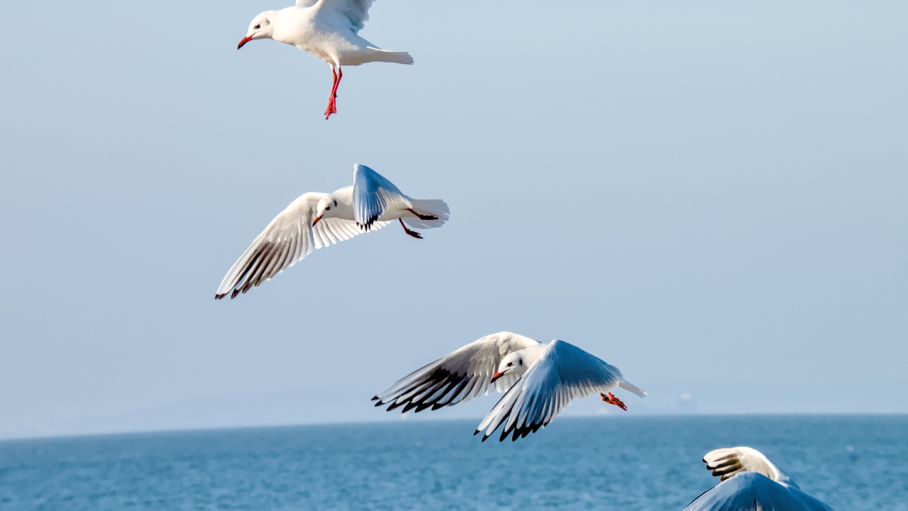 Researchers at Adrift Lab attached solar-powered GPS tags to the birds (Image: Canva)