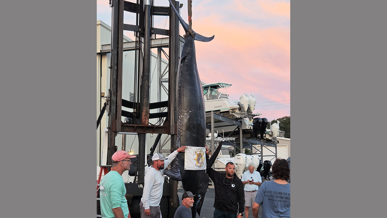 The 1,260-pound fish came remarkably close to the world record (Image: Katie Curran via AP)<br>