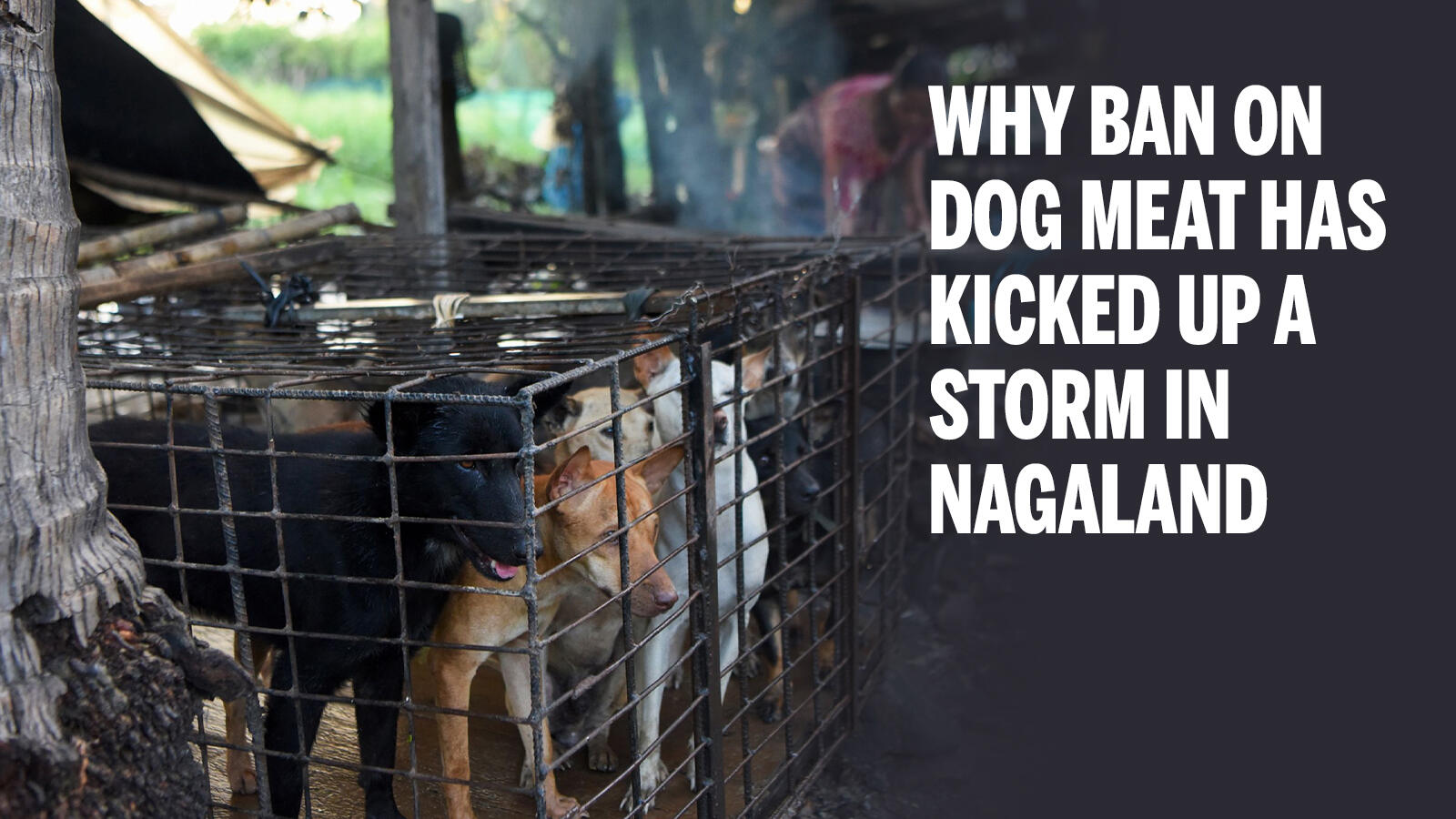 Dog meat ban in Nagaland Why ban on dog meat sale has kicked up a