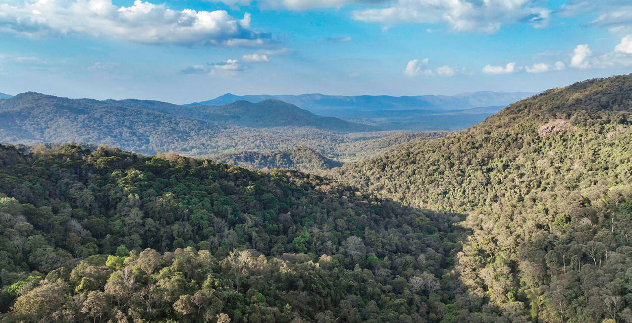 Karnataka's Forests Under Siege: 140 Hectares Diverted for Development Projects in 2025-26