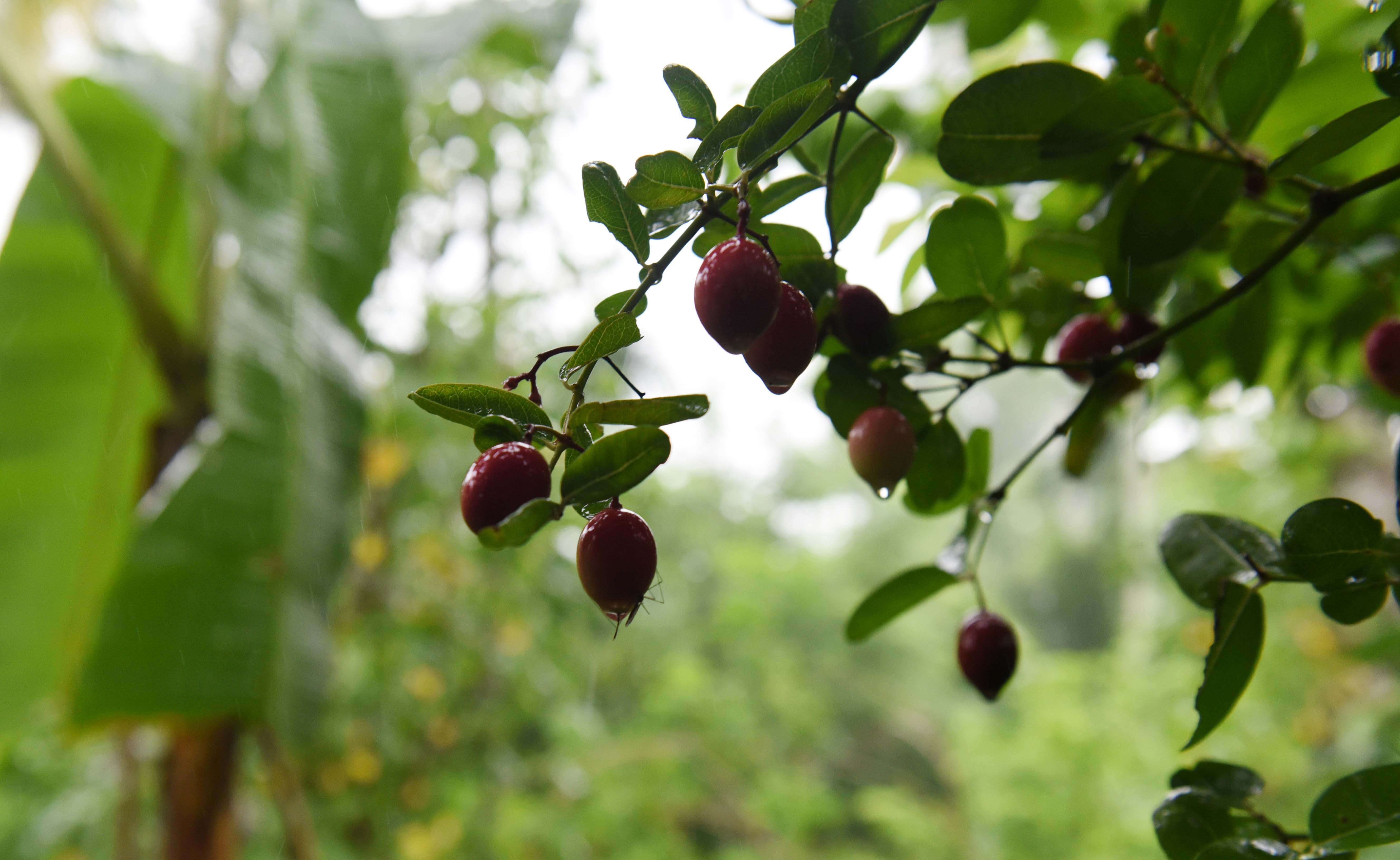 valley of fruits: Anish, Manish and their valley of fruits | Kochi News ...