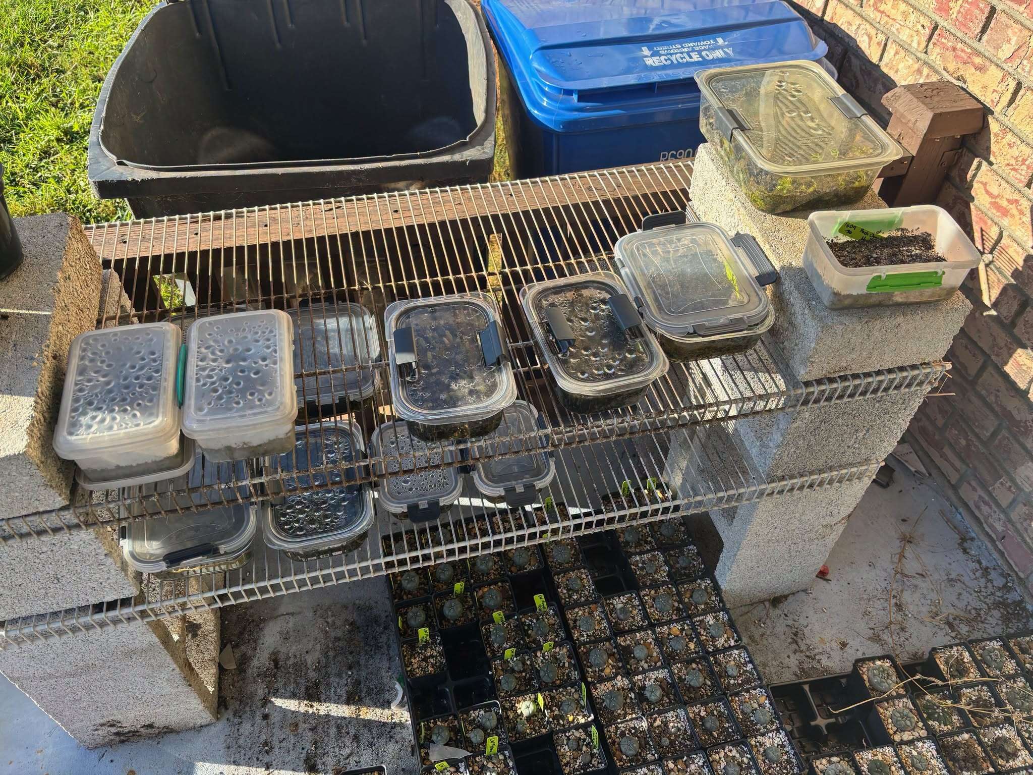 Investigators recover 50 pounds of mescaline-containing cacti.