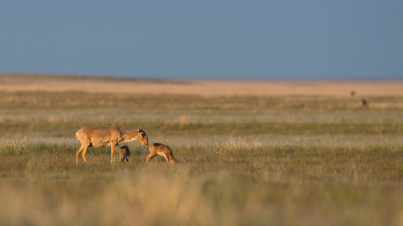 How is Kazakhstan restoring its steppe